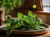 Гілочки та листя м'яти