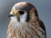 Птицам из Сибири лучше не залетать в индийский Нагаленд 