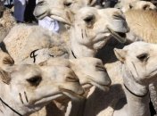 Верблюды стали причиной пробки в Швеции 