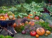 Основные работы в саду и на огороде: сентябрь