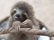 Милые очаровательные детеныши ленивцев в Институте ленивцев в Коста-Рике (Фото)