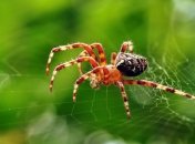 Ученые нашли двух очень древних пауков, которым почти 100 миллионов лет