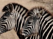 В екопарк Харкова привезли зебру з Молдови