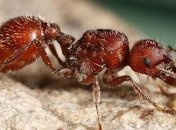 В Японии обнаружили опаснейших насекомых