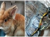 Домашние животные ищут новый дом