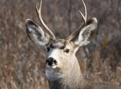 Ученые выяснили, как глобальное потепление повлияло на северных оленей