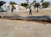 Ученые обнаружили пластик внутри мертвого кашалота 