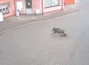 "Решил помочь посетителям?": в Польше дикий кабан ворвался в общественный туалет (видео)