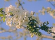 Иоанн Лествичник: народные поверья и приметы на 12 апреля