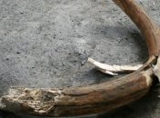 На Львовщине мужчина пытался вывезти бивень мамонта в Польшу