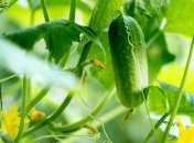 Остатки огурцов могут быть компостированы