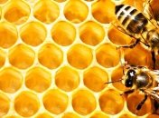 Лечебные свойства меда: польза или вред 