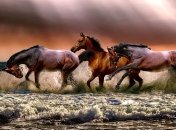 Какие только животные не встречаются на нашей планете: самые красивые из них