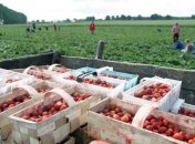 С помощью смартфонов подсчитано точное количество украинцев, находящихся в Польше