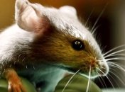Ученые смогли продлить жизнь мышам на треть