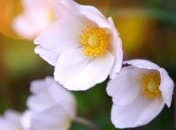 Ульянов день: народные приметы и запреты 4 июля