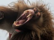 В Китае нашли череп неизвестной обезьяны