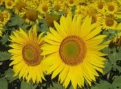 Прогноз погоды на 6 августа: в Украине сохранится жаркая погода