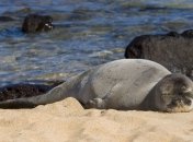 Нетрезвые женщины напали на тюленей и избили их