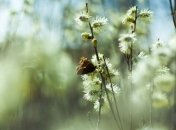 Прогноз погоды в Украине 30 апреля: преимущественно без осадков 