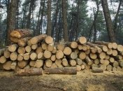 Украина приняла закон об инвентаризации лесов