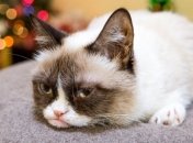 ВИДЕОпозитив: как трудно быть котом в Новый Год