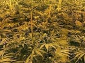 В Британии в ядерном бункере обнаружили плантацию марихуаны на миллион евро