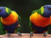 Существует две теории: почему птицы меняют свою окраску