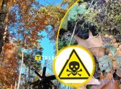 В осеннем лесу можно найти ядовитые грибы