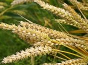 Украина к 2 июля намолотила 2,4 млн тонн зерна