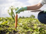 Свіжа соковита морква порадує вже у червні