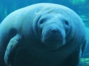 Вырезали слово "Трамп": во Флориде неизвестные поиздевались над ламантином (видео)