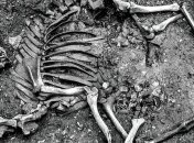 Археологи впервые нашли скелет боевого верблюда