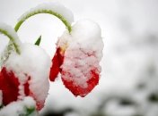 Апрельская погода в январе