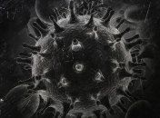 В Беларуси госпитализировали жительницу Петербурга с подозрением на коронавирус