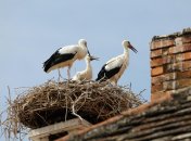 Аисты. Фото иллюстративное