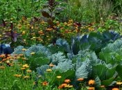 Які квіти можна вирощувати біля овочів