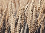 Украинские аграрии нарастили объемы экспорта зерновых