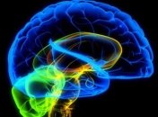 Ученые впервые увидели работу отдельных генов в живом мозге