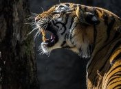 COVID-19 у животных: в зоопарке Нью-Йорка заболели еще 7 диких кошек