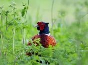 Свирепый фазан терроризирует семью 