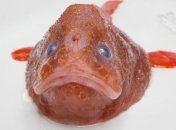 У берегов Австралии выловили самое уродливое существо планеты 