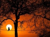 Начиная с 22 июня, ночь будет увеличиваться, в то время как день - уменьшаться