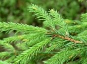 Эффективнее всего: хвойные деревья хорошо защищают города от шумового загрязнения