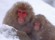 В японском зоопарке усыпили более 50 снежных макак