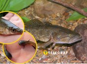 Коллаж, "Телеграф"