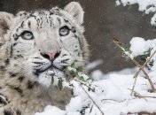 Снежные барсы, которые больше не находятся под угрозой уничтожения (Фото) 