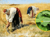 Українські жнива