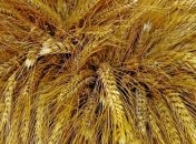 За паи могут рассчитываться деньгами 