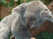 Австралийские зоозащитники бьют тревогу: Коалы могут вымереть в обозримом будущем